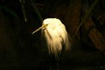 PICTURES/Tennessee Aquarium in Chattanooga/t_Heron1.JPG
